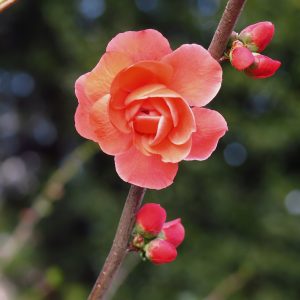 A rose at the Arboretum